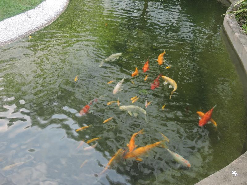 The Millen Penang, Autograph Collection Hotel George Town Exterior photo Koi in a pond