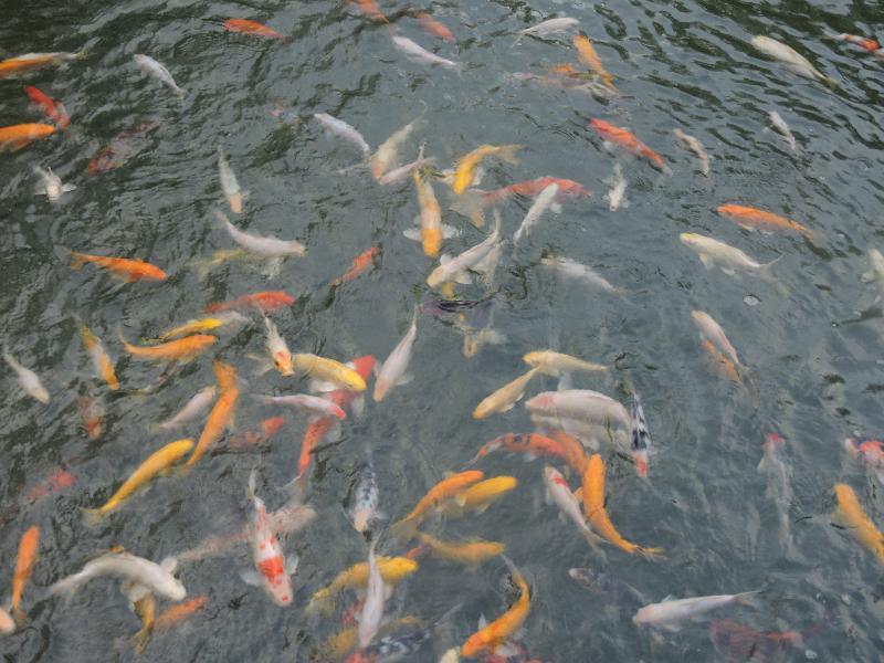 The Millen Penang, Autograph Collection Hotel George Town Exterior photo Goldfish